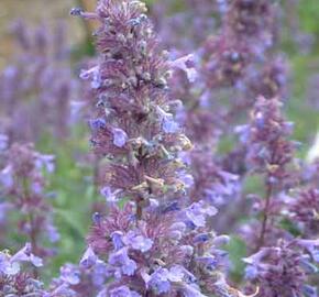 Šanta velkokvětá 'Bramdean' - Nepeta grandiflora 'Bramdean'