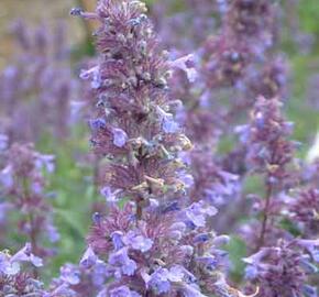 Šanta 'Bramdean' - Nepeta grandiflora 'Bramdean'