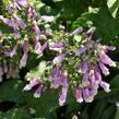 Dračík chlupatý 'Pygmaeus' - Penstemon hirsutus 'Pygmaeus'