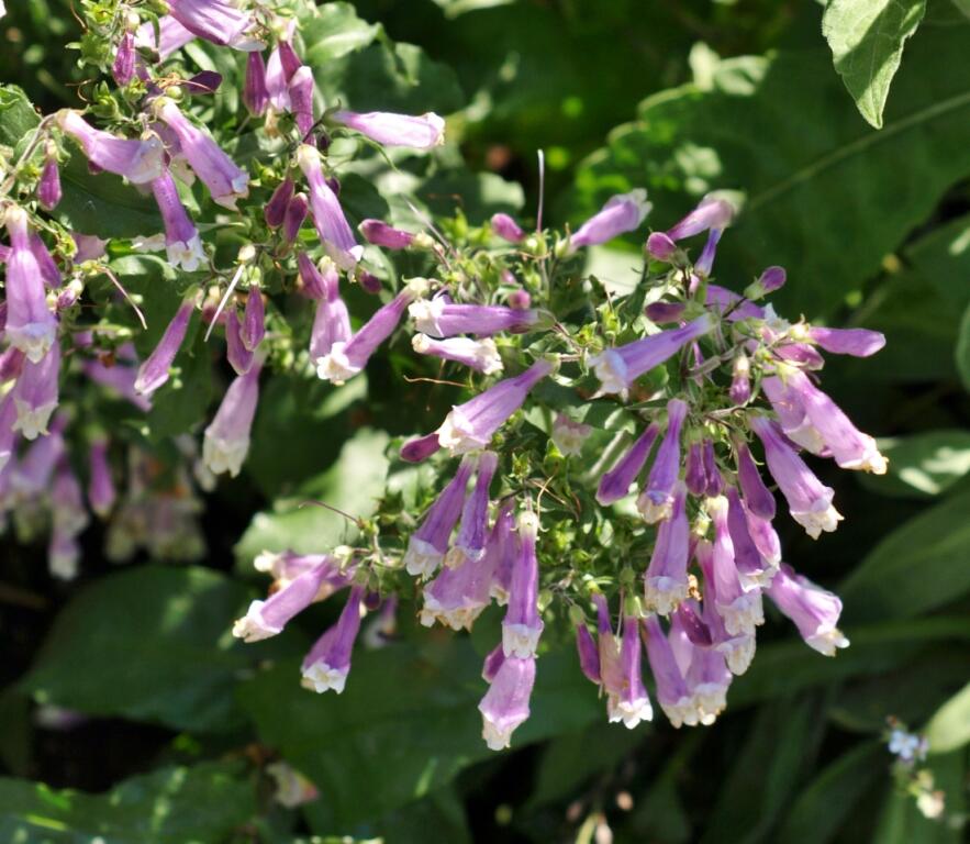 Dračík chlupatý 'Pygmaeus' - Penstemon hirsutus 'Pygmaeus'