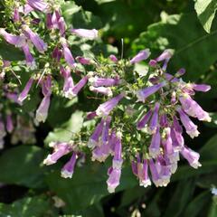 Dračík chlupatý 'Pygmaeus' - Penstemon hirsutus 'Pygmaeus'