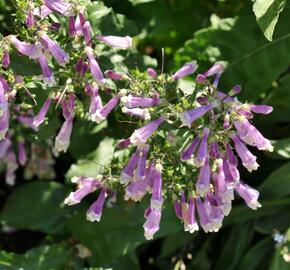 Dračík chlupatý 'Pygmaeus' - Penstemon hirsutus 'Pygmaeus'