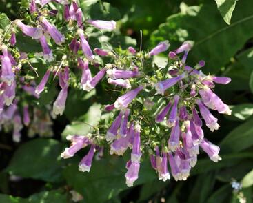 Dračík chlupatý 'Pygmaeus'