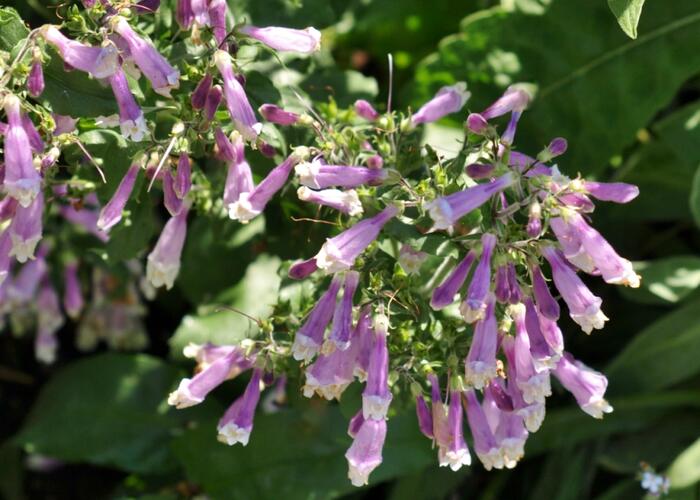 Dračík chlupatý 'Pygmaeus' - Penstemon hirsutus 'Pygmaeus'