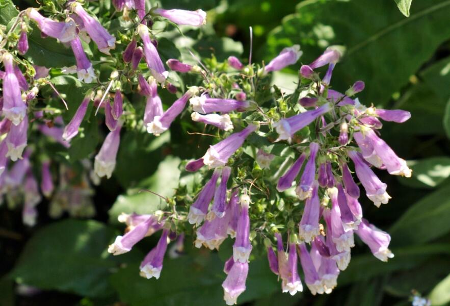 Dračík chlupatý 'Pygmaeus' - Penstemon hirsutus 'Pygmaeus'