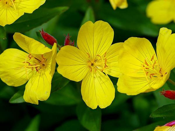 Pupalka křovitá - Oenothera fruticosa