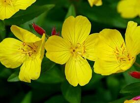 Pupalka křovitá - Oenothera fruticosa