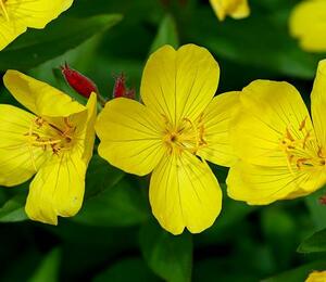 Pupalka křovitá - Oenothera fruticosa