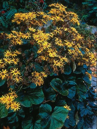 Popelivka zoubkovaná 'Othello' - Ligularia dentata 'Othello'