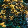 Popelivka zoubkovaná 'Othello' - Ligularia dentata 'Othello'