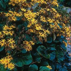 Popelivka zoubkovaná 'Othello' - Ligularia dentata 'Othello'