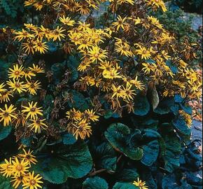 Popelivka zoubkovaná 'Othello' - Ligularia dentata 'Othello'