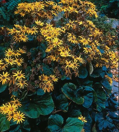 Popelivka zoubkovaná 'Othello' - Ligularia dentata 'Othello'