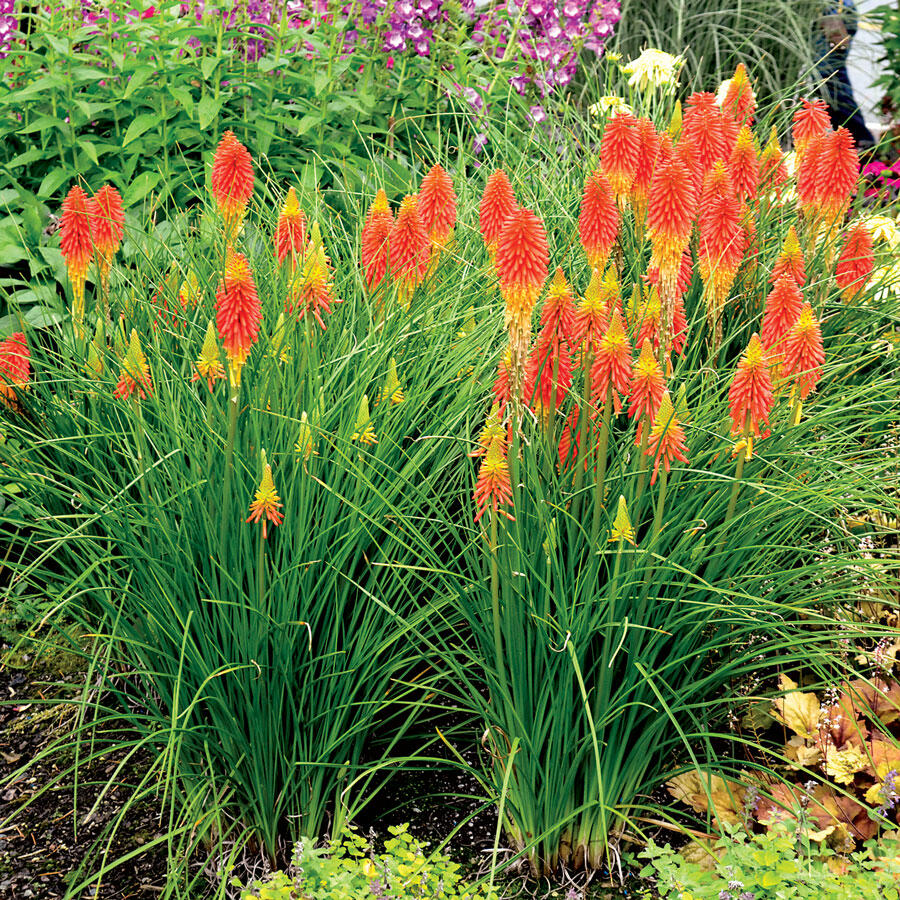 Kleopatřina jehla - Kniphofia caulescens