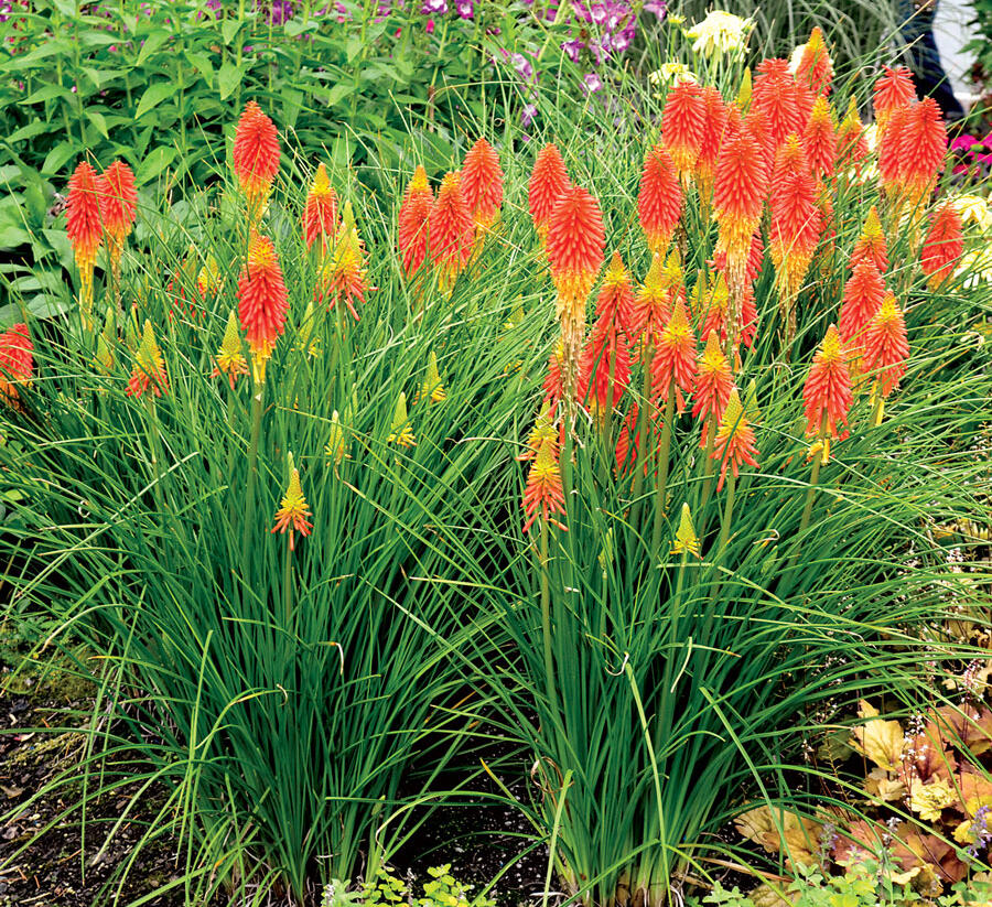 Kleopatřina jehla - Kniphofia caulescens