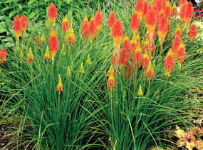 Kleopatřina jehla - Kniphofia caulescens