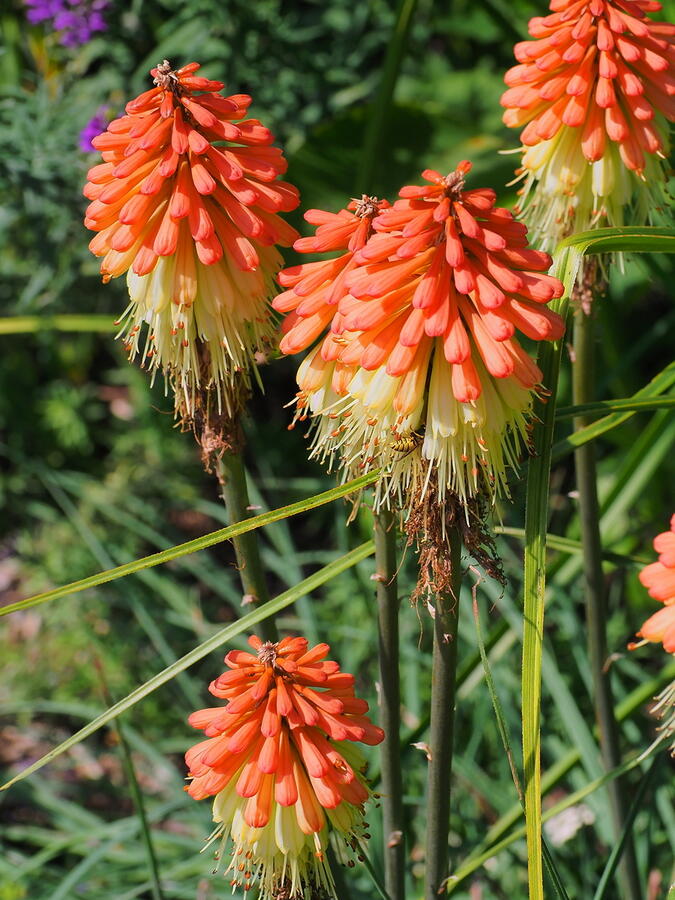 Kleopatřina jehla - Kniphofia caulescens