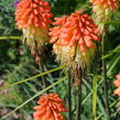 Kleopatřina jehla - Kniphofia caulescens