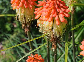 Kleopatřina jehla - Kniphofia caulescens
