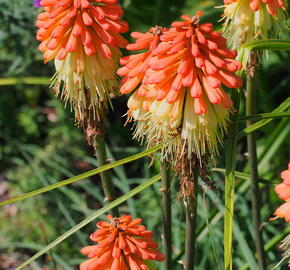 Kleopatřina jehla - Kniphofia caulescens