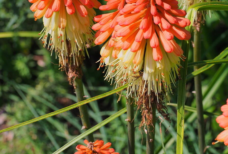 Kleopatřina jehla - Kniphofia caulescens