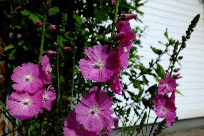 Slézovník jabloňokvětý 'Purpetta' - Sidalcea malviflora 'Purpetta'