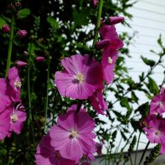 Slézovník jabloňokvětý 'Purpetta' - Sidalcea malviflora 'Purpetta'