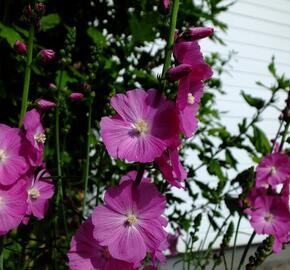 Slézovník jabloňokvětý 'Purpetta' - Sidalcea malviflora 'Purpetta'