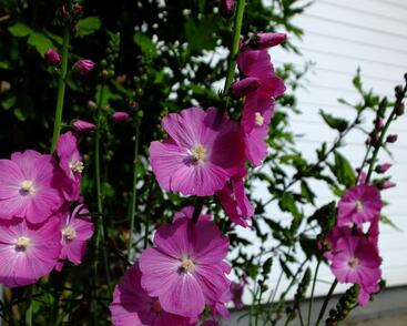 Slézovník jabloňokvětý 'Purpetta'