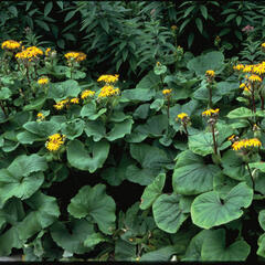 Popelivka zoubkovaná - Ligularia dentata (clivorum)