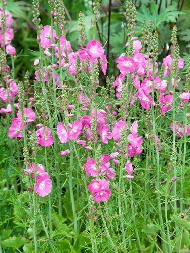 Slézovník jabloňokvětý 'Party Girl' - Sidalcea malviflora 'Party Girl'