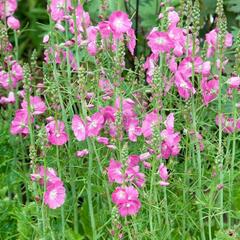 Slézovník jabloňokvětý 'Party Girl' - Sidalcea malviflora 'Party Girl'