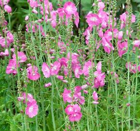 Slézovník jabloňokvětý 'Party Girl' - Sidalcea malviflora 'Party Girl'