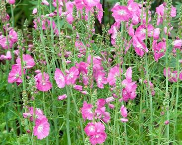 Slézovník jabloňokvětý 'Party Girl'