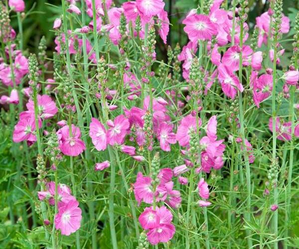 Slézovník jabloňokvětý 'Party Girl' - Sidalcea malviflora 'Party Girl'