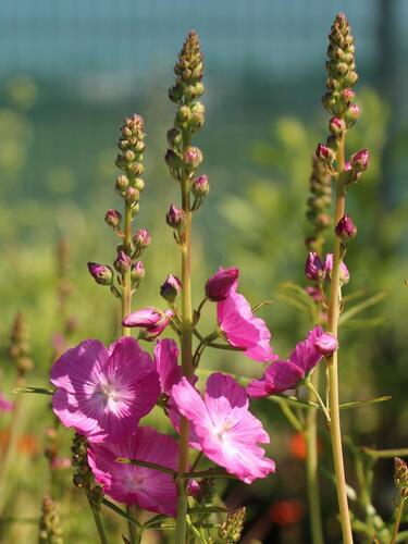 Slézovník jabloňokvětý 'Rosanna' - Sidalcea malviflora 'Rosanna'
