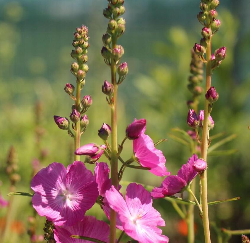 Slézovník jabloňokvětý 'Rosanna' - Sidalcea malviflora 'Rosanna'
