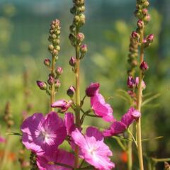 Slézovník jabloňokvětý 'Rosanna' - Sidalcea malviflora 'Rosanna'