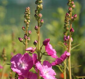 Slézovník jabloňokvětý 'Rosanna' - Sidalcea malviflora 'Rosanna'