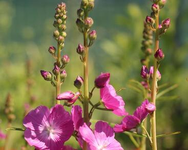 Slézovník jabloňokvětý 'Rosanna'
