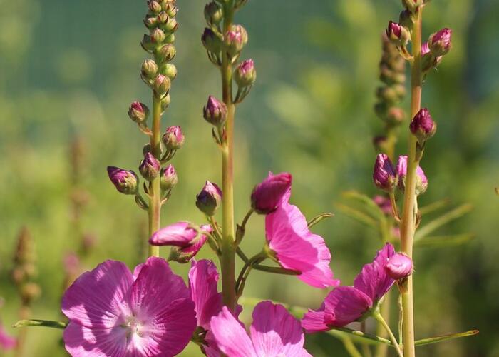 Slézovník jabloňokvětý 'Rosanna' - Sidalcea malviflora 'Rosanna'