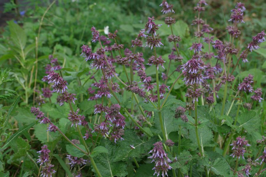 Šalvěj přeslenitá - Salvia verticillata