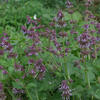alvj peslenit - Salvia verticillata