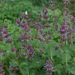 Šalvěj přeslenitá - Salvia verticillata
