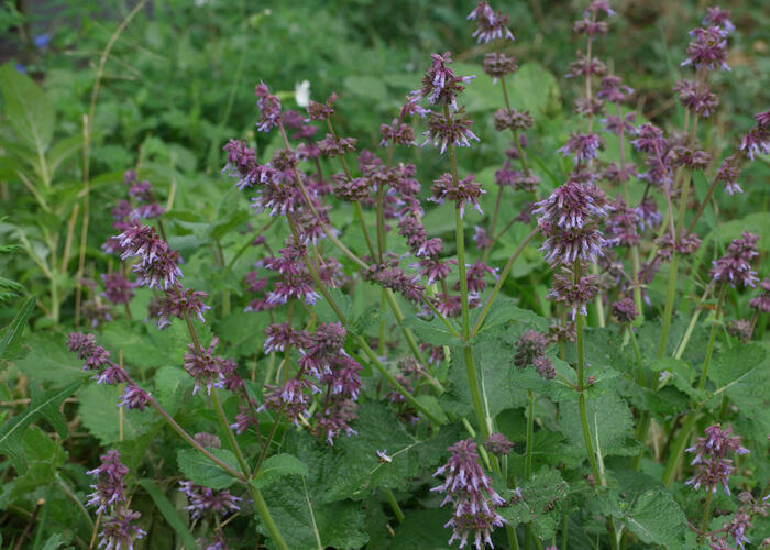 Šalvěj přeslenitá - Salvia verticillata