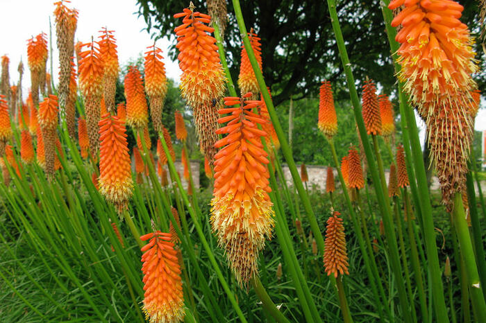 Kleopatřina jehla 'Grandiflora Mix' - Kniphofia uvaria 'Grandiflora Mix'