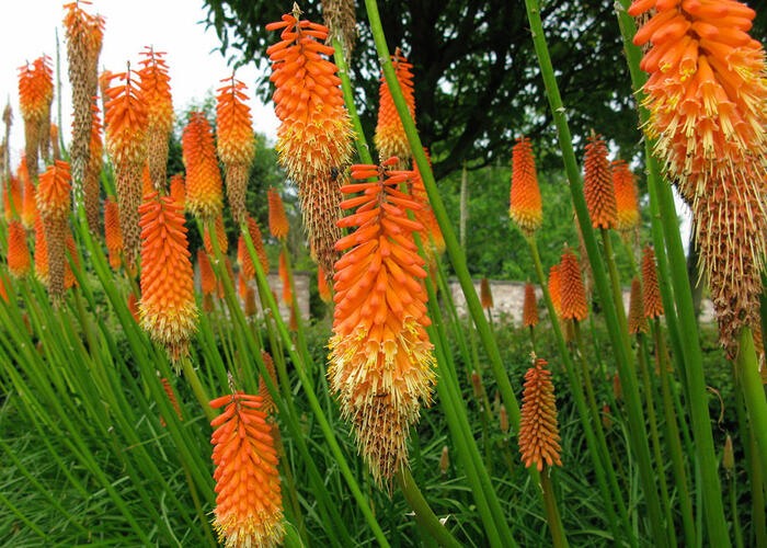 Kleopatřina jehla 'Grandiflora Mix' - Kniphofia uvaria 'Grandiflora Mix'