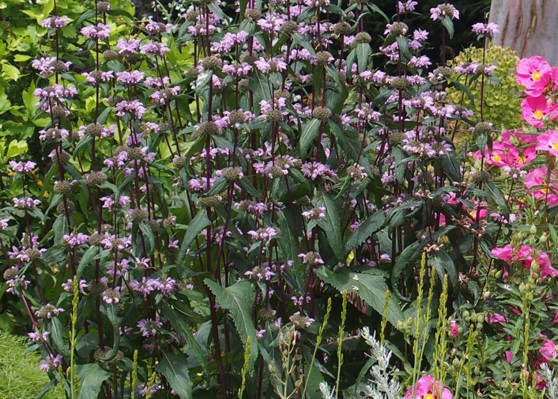 Sápa kašmírská - Phlomis cashmeriana