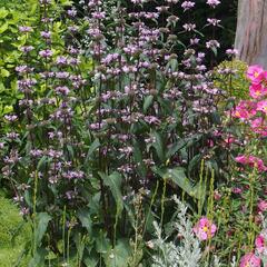 Sápa kašmírská - Phlomis cashmeriana