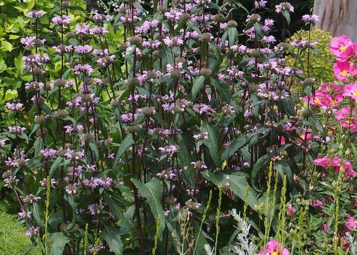 Sápa kašmírská - Phlomis cashmeriana